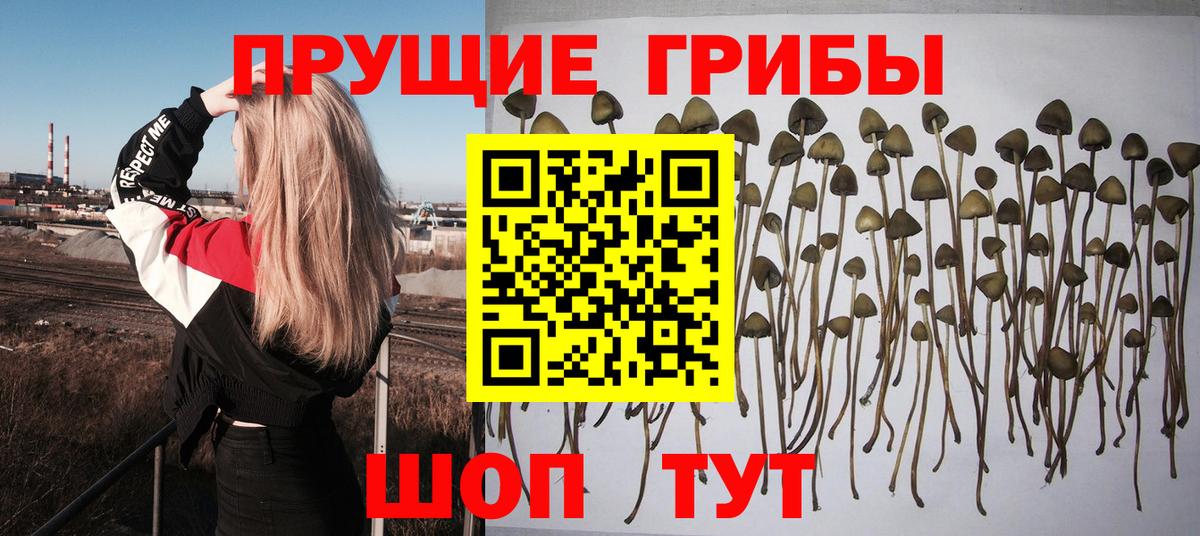 Галлюциногенные грибы Psilocybine cubensis Алексеевка